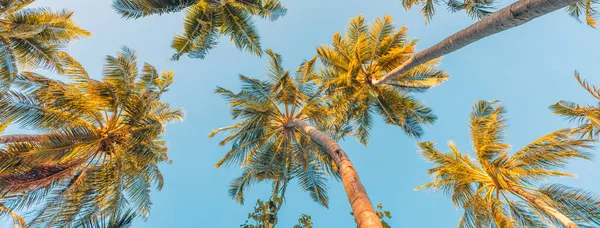 Palmen Und Sonne Tropischen Park — Stockfoto