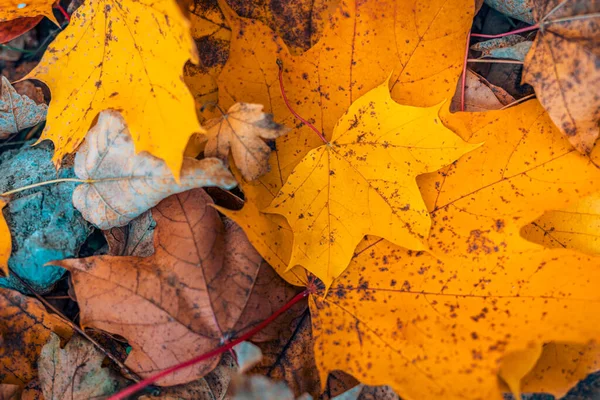 Herfstbladeren Een Achtergrond — Stockfoto