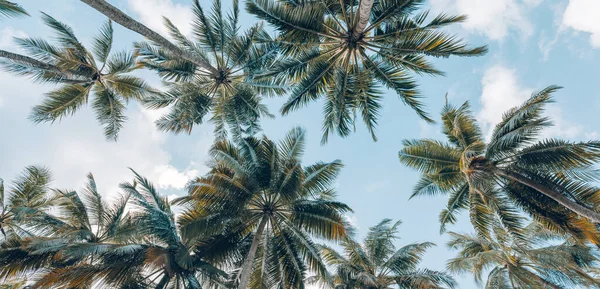 Coconut Trees Blue Sky Background — Stock Photo, Image
