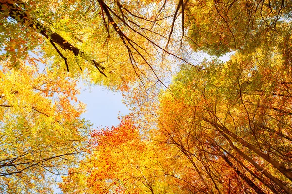 Lindas Folhas Coloridas Outono Floresta — Fotografia de Stock