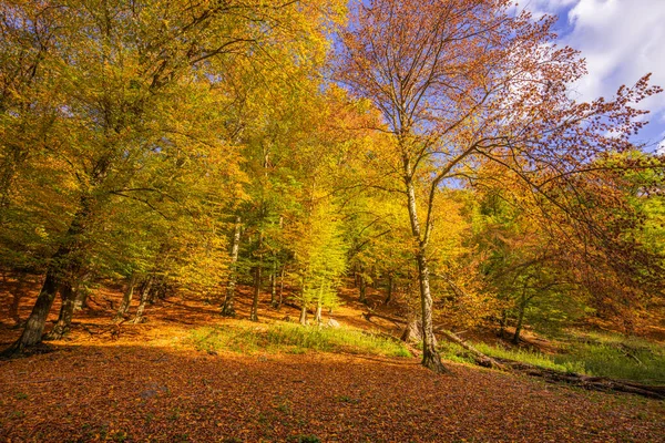 Осенний Лесной Пейзаж Красочные Листья Лесу — стоковое фото