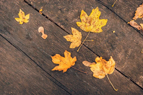 stock image autumn leaves on a wooden floor