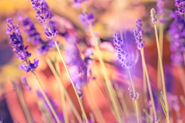 Lavender Flowers Garden Field — Stock Photo, Image