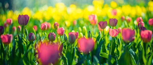 Kleurrijke Tulpen Tuin — Stockfoto