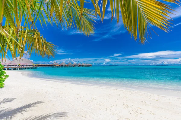 Palmiyeli Tropik Plaj — Stok fotoğraf