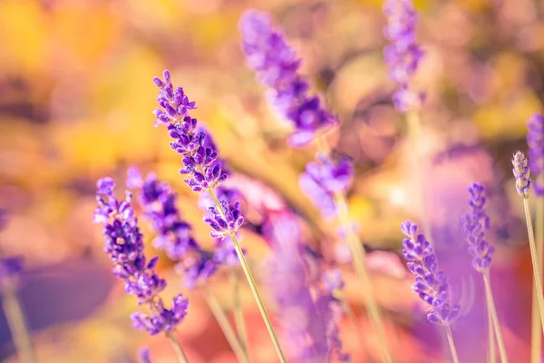Lavender Flowers Garden Field — Stock Photo, Image