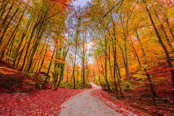 Осень Парке Разноцветные Деревья Опавшими Листьями — стоковое фото