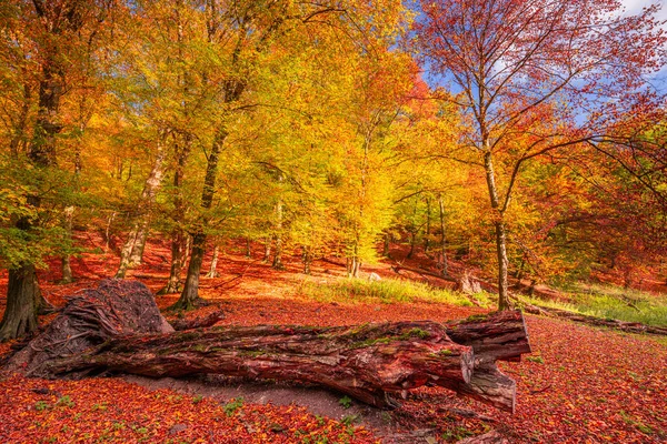 Herbstlicher Wald Herbst — Stockfoto