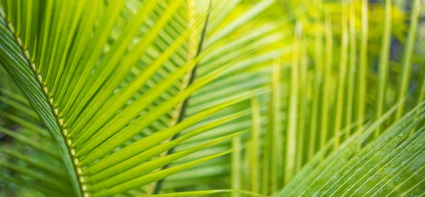 Feuilles Palmier Tropical Vert Fond — Photo