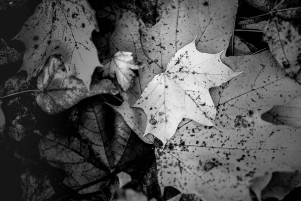 Black White Photo Leaves — Stock Photo, Image