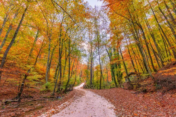 Осенний Лес Красочными Деревьями — стоковое фото