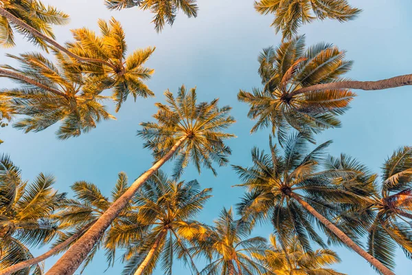热带岛屿海滩上的椰子树 — 图库照片