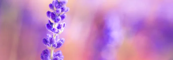 Close View Lavender Flower — стоковое фото