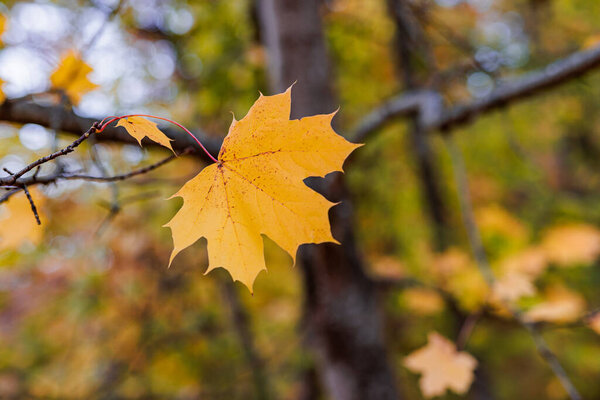 Осенний кленовый лист на дереве.