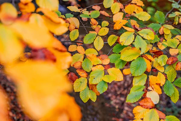 stock image yellow leaves on  branches  in autumn