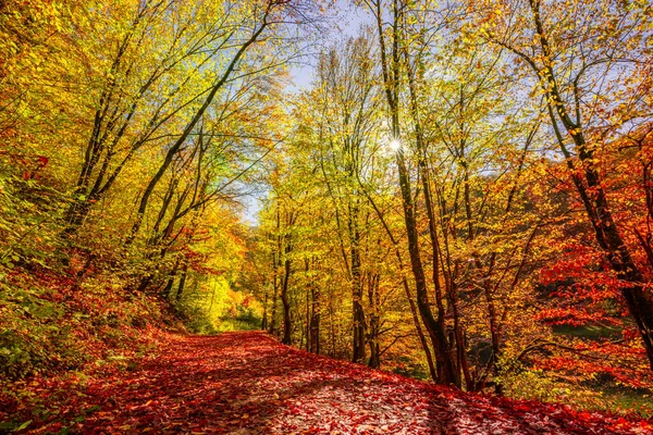 Jesień Lesie Przyroda — Zdjęcie stockowe