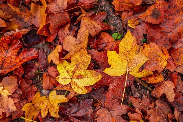 Kleurrijke Herfst Bladeren Achtergrond — Stockfoto