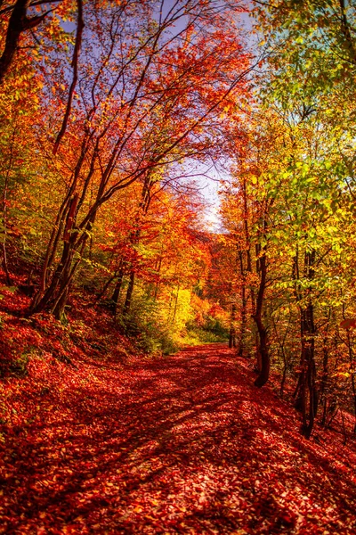 Красивый Осенний Лес Природа — стоковое фото