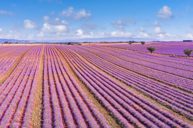 Nefes kesici doğa manzarası. Fransa, Provence Valensole 'daki panoramik lavanta çayırları. Harika bir manzara, büyüleyici yaz manzarası çiçek açan lavanta çiçekleri, huzurlu günbatımı manzarası, tarım.