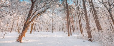 Güneş doğarken kış manzarası manzarası. Noel mevsimlik orman geçmişi