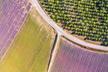 Nefes kesici doğa manzarası. Fransa, Provence Valensole 'daki panoramik lavanta çayırları. Harika bir manzara, büyüleyici yaz manzarası çiçek açan lavanta çiçekleri, huzurlu günbatımı manzarası, tarım.