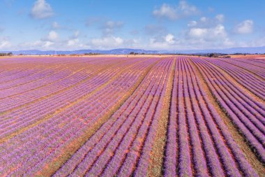 Nefes kesici doğa manzarası. Fransa, Provence Valensole 'daki panoramik lavanta çayırları. Harika bir manzara, büyüleyici yaz manzarası çiçek açan lavanta çiçekleri, huzurlu günbatımı manzarası, tarım.