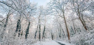 Güneş doğarken kış manzarası manzarası. Noel mevsimlik orman geçmişi