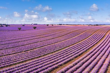 Nefes kesici doğa manzarası. Fransa, Provence Valensole 'daki panoramik lavanta çayırları. Harika bir manzara, büyüleyici yaz manzarası çiçek açan lavanta çiçekleri, huzurlu günbatımı manzarası, tarım.