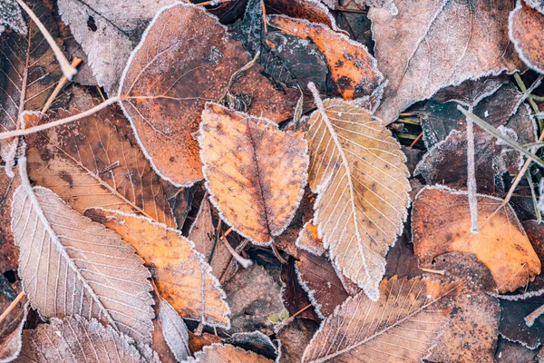 Donmuş Meşe Yaprakları Soyut Doğal Arkaplan Buzların Yakın Dokusu Orman — Stok fotoğraf