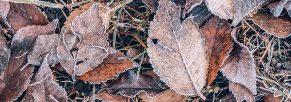 凍ったオークは抽象的な自然の背景を残します 霜とカラフルな紅葉のクローズアップテクスチャーは 森の地面に トランキル自然パターン朝霜抽象季節のマクロ 平和な冬 — ストック写真