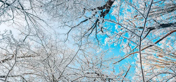 Güneş Doğarken Kış Manzarası Manzarası Noel Mevsimlik Orman Geçmişi — Stok fotoğraf