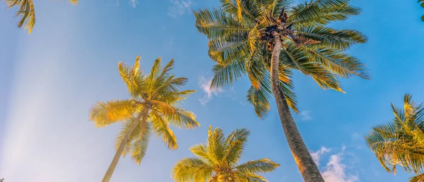 Panoramiczne Tropikalne Palmy Słońcem Tle Nieba Sylwetka Palm Zachodzie Słońca — Zdjęcie stockowe