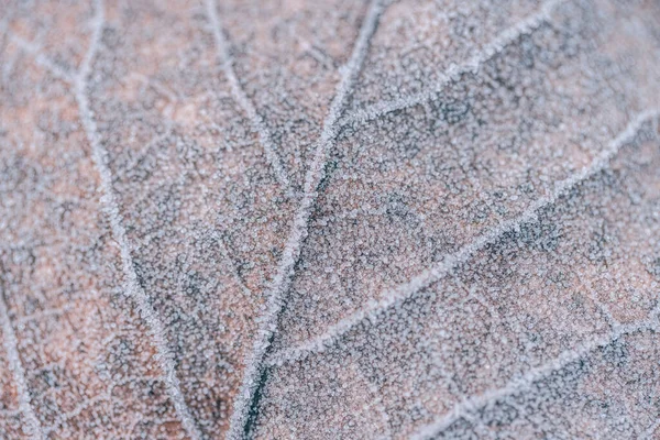 Frozen Foglia Quercia Astratto Sfondo Naturale Struttura Primo Piano Gelo — Foto Stock