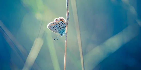 Wild Flowers Shallow Focus Butterfly Nature Macro Background Soft Blue — Stock Photo, Image