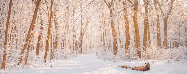 Panorama Del Paisaje Natural Invernal Amanecer Navidad Temporada Bosque Fondo —  Fotos de Stock