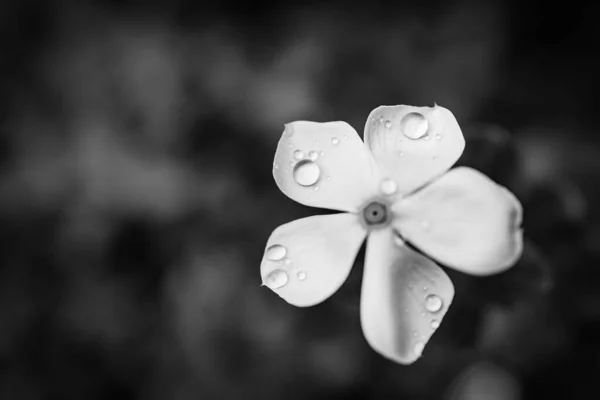 Artistic Closeup Black White Phlox Flower Rain Drops Dramatic Meditational — Stock Photo, Image