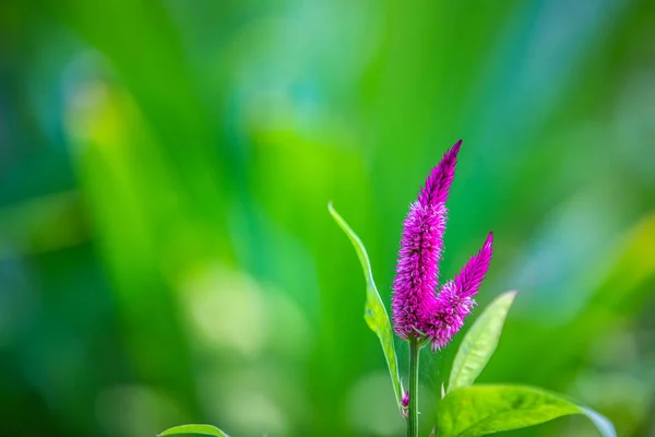 stock image Tropical macro pink purple flowers deciduous shrub. Fixed exotic flowers in jungle forest. Ornamental garden with bright blurred foliage. Bright pink colored gorgeous bloom