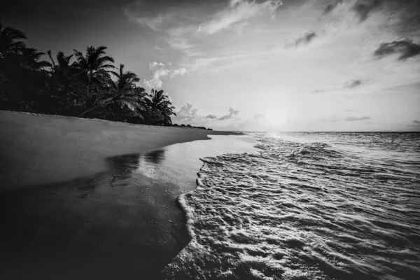 平静的黑色和白色的海滩场景 戏剧化的岛屿海岸景观 漆黑的天空白沙滩 单色热带海岸 棕榈树轮廓 摘要自然夏游墙纸 — 图库照片