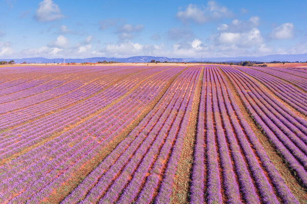 Breathtaking nature landscape. Panoramic lavender meadow fields in Provence Valensole, France. Wonderful scene, amazing summer landscape of blooming lavender flowers, peaceful sunset view, agriculture