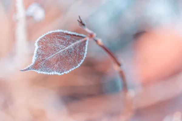 Oak Beku Meninggalkan Latar Belakang Alam Abstrak Tekstur Closeup Dari — Stok Foto