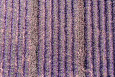 Nefes kesici doğa manzarası. Fransa, Provence Valensole 'daki panoramik lavanta çayırları. Harika bir manzara, büyüleyici yaz manzarası çiçek açan lavanta çiçekleri, huzurlu günbatımı manzarası, tarım.