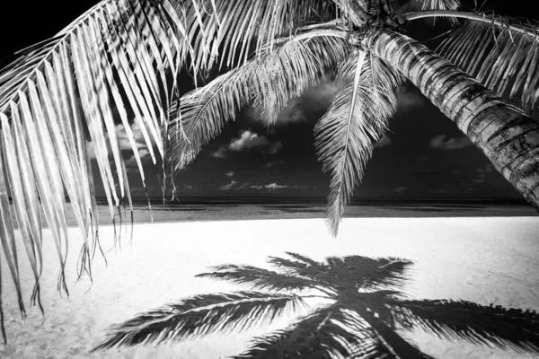 黒と白のビーチシーン ドラマチックな島の海岸景観 暗い空白の白い砂 モノクロの熱帯海岸 ヤシの木のシルエット 抽象的な自然夏の旅行の壁紙 — ストック写真