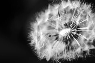 Doğal arka planda karahindiba yakın plan, sanatsal doğa yakın çekim. Yaz arkaplanı. 