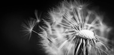 Doğal arka planda karahindiba yakın plan, sanatsal doğa yakın çekim. Yaz arkaplanı. 