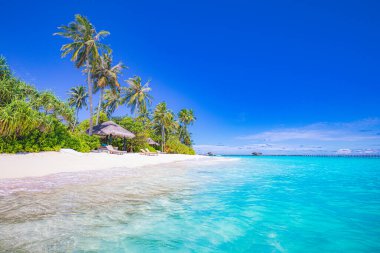 Tropik turizm plajı. Yaz doğa manzarası. Özgürlük romantik sandalyeler palmiye ağaçları sakin deniz