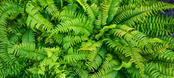 Relax ferns leaves green foliage natural floral fern background in sunlight. Fresh green tropical foliage.