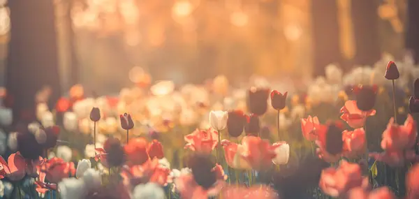 Jasné Světlo Přes Romantické Barevné Tulipánové Květy — Stock fotografie