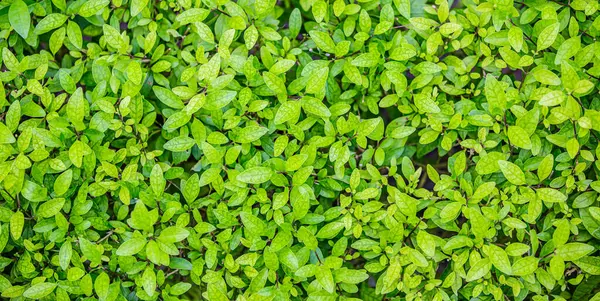 緑は背景を残している 新鮮な熱帯緑はパノラマの壁紙を残します 穏やかな穏やかな緑豊かな葉 夏の植物は抽象的な自然パターンの背景をテクスチャします スパウェルビーイング瞑想 — ストック写真