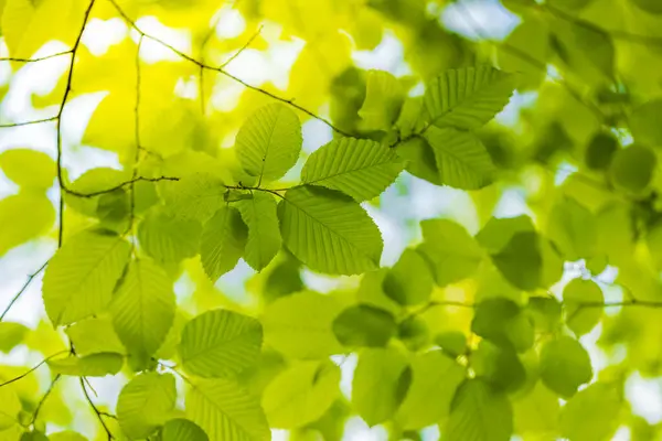 Frühlingsgrüne Blätter Auf Natürlichem Hintergrund Sommerliche Natur Verlässt Konzept Stockfoto