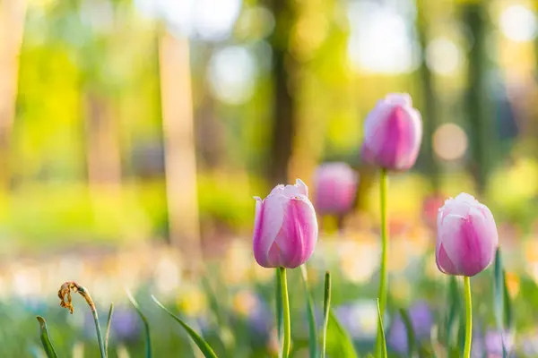 Helles Licht Über Romantischen Bunten Tulpenblumen lizenzfreie Stockbilder